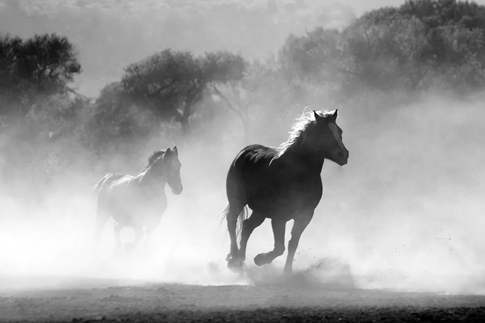 A photo shows horses running.