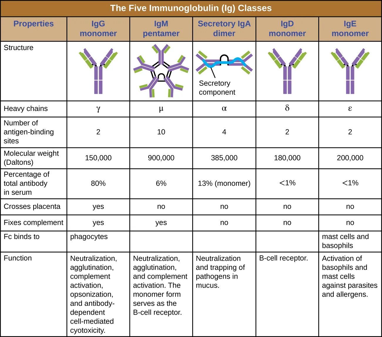 Characteristics of different immunoglobulin classes. Image description available.