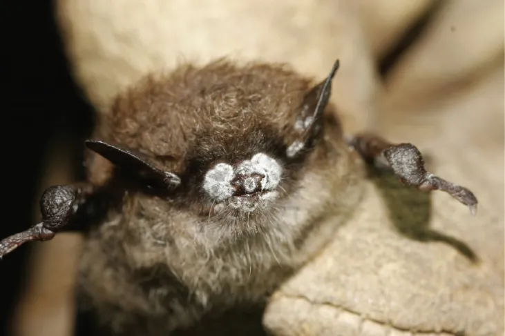 The face of a bat is shown in a photograph. The nasal region is covered in white fungus.