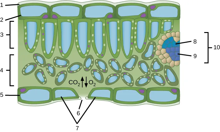 A leaf cross section illustration. A flat layer of rectangular cells make up the upper and lower epidermis, labelled 2 and 5 respectively. A cuticle layer protects the outside of both epidermal layers labelled 1. A stomatal pore, labelled 6, in the lower epidermis allows carbon dioxide to enter and oxygen to leave. Oval guard cells surround the pore, labelled 7. Sandwiched between the upper and lower epidermis is the mesophyll. The upper part of the mesophyll is comprised of columnar cells called palisade parenchyma, labelled 3. The lower part of the mesophyll is made up of loosely packed spongy parenchyma, labelled 4. A leaf vein is labelled 10. Inside the vein is the xylem, labelled 8, and the phloem, labelled 9.