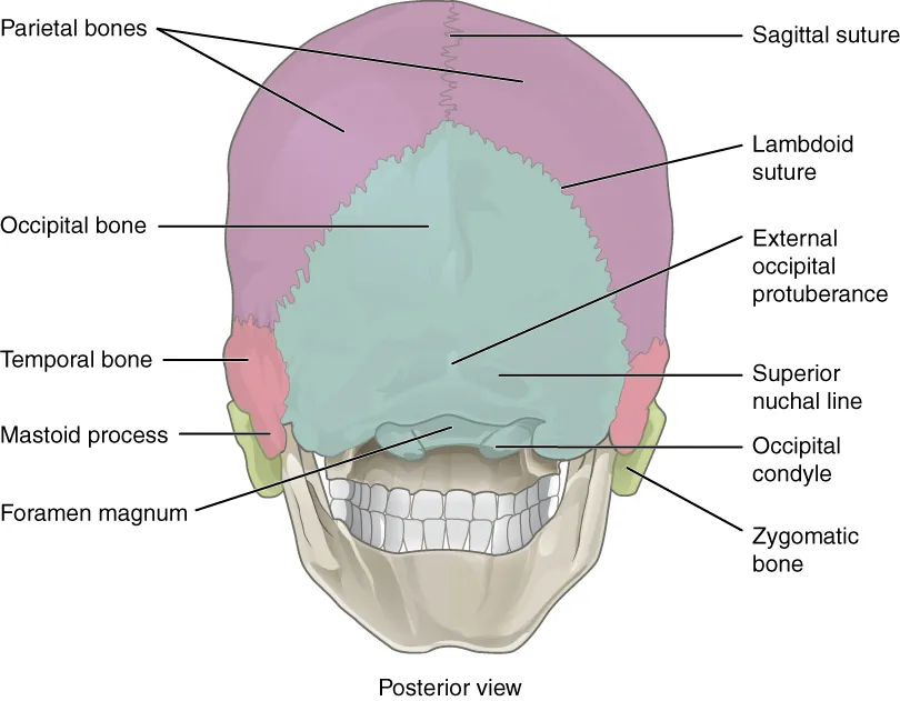 This figure shows the posterior view of the skull and the major parts are labeled.