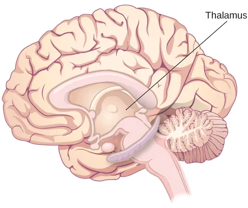 An illustration shows the location of the thalamus in the brain.