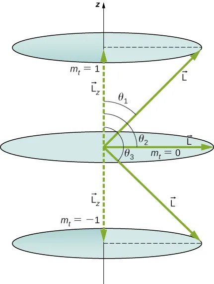 La imagen muestra tres posibles valores de un componente de un determinado momento angular a lo largo del eje de la z. La órbita circular superior se muestra en m sub t = 1 a una distancia L sub z sobre el origen. El vector L forma un ángulo theta uno con el eje de la z. El radio de la órbita es el componente de L perpendicular al eje de la z. La órbita circular del centro se muestra para m sub t = 0. Está en el plano x y. El vector L hace un ángulo de theta dos de 90 grados con el eje de la z. El radio de la órbita es L. La órbita circular inferior se muestra en m sub t = -1 a una distancia L sub z por debajo del origen. El vector L forma un ángulo de theta tres con el eje de la z. El radio de la órbita es el componente de L perpendicular al eje de la z.