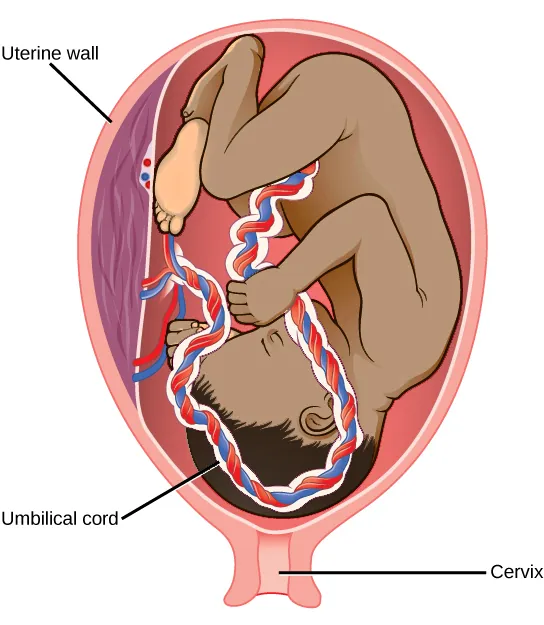 Illustration shows a third trimester fetus, which is a fully developed baby. The fetus is up-side down and pressing on the cervix. The thick umbilical cord extends from the fetus' belly to the uterine wall.