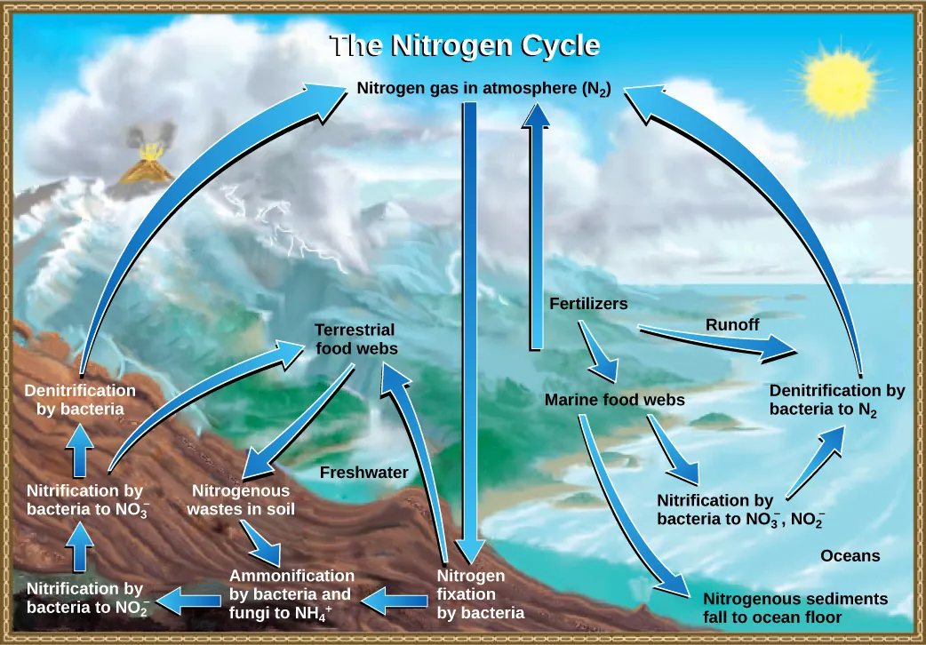  This illustration shows the nitrogen cycle. Nitrogen gas from the atmosphere is fixed into organic nitrogen by nitrogen-fixing bacteria. This organic nitrogen enters terrestrial food webs, and it leaves the food webs as nitrogenous wastes in the soil. Ammonification of this nitrogenous waste by bacteria and fungi in the soil converts the organic nitrogen to ammonium ion (NH4 plus). Ammonium is converted to nitrite (NO2 minus), then to nitrate (NO3 minus) by nitrifying bacteria. Denitrifying bacteria convert the nitrate back into nitrogen gas, which re-enters the atmosphere. Nitrogen from runoff and fertilizers enters the ocean, where it enters marine food webs. Some organic nitrogen falls to the ocean floor as sediment. Other organic nitrogen in the ocean is converted to nitrite and nitrate ions, which is then converted to nitrogen gas in a process analogous to the one that occurs on land.