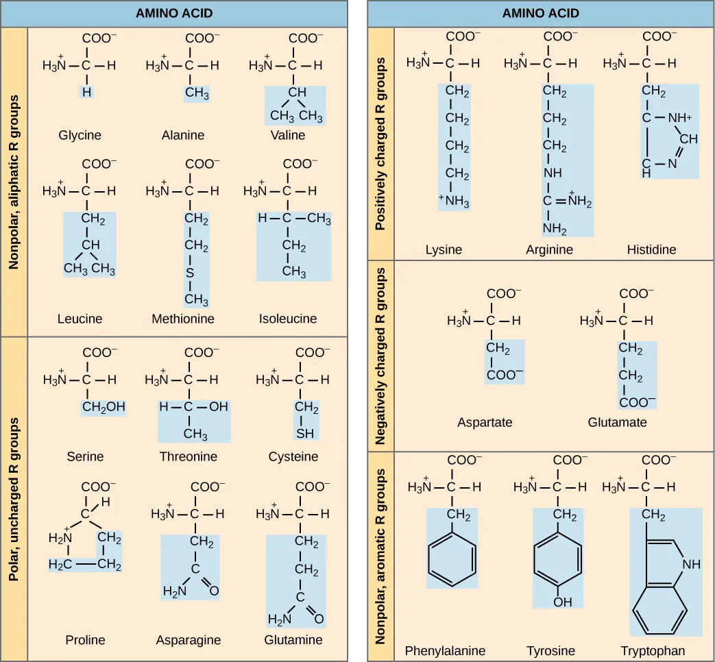 The molecular structures of the twenty amino acids commonly found in proteins are given. These are divided into five categories: nonpolar aliphatic, polar uncharged, positively charged, negatively charged, and aromatic. Nonpolar aliphatic amino acids include glycine, alanine, valine, leucine, methionine, and isoleucine. Polar uncharged amino acids include serine, threonine, cysteine, proline, asparagine, and glutamine. Positively charged amino acids include lysine, arginine, and histidine. Negatively charged amino acids include aspartate and glutamate. Aromatic amino acids include phenylalanine, tyrosine, and tryptophan.