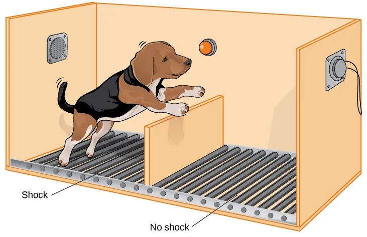 An illustration shows a dog about to jump over a partition separating an area of a floor delivering shocks from an area that doesn’t deliver shocks.
