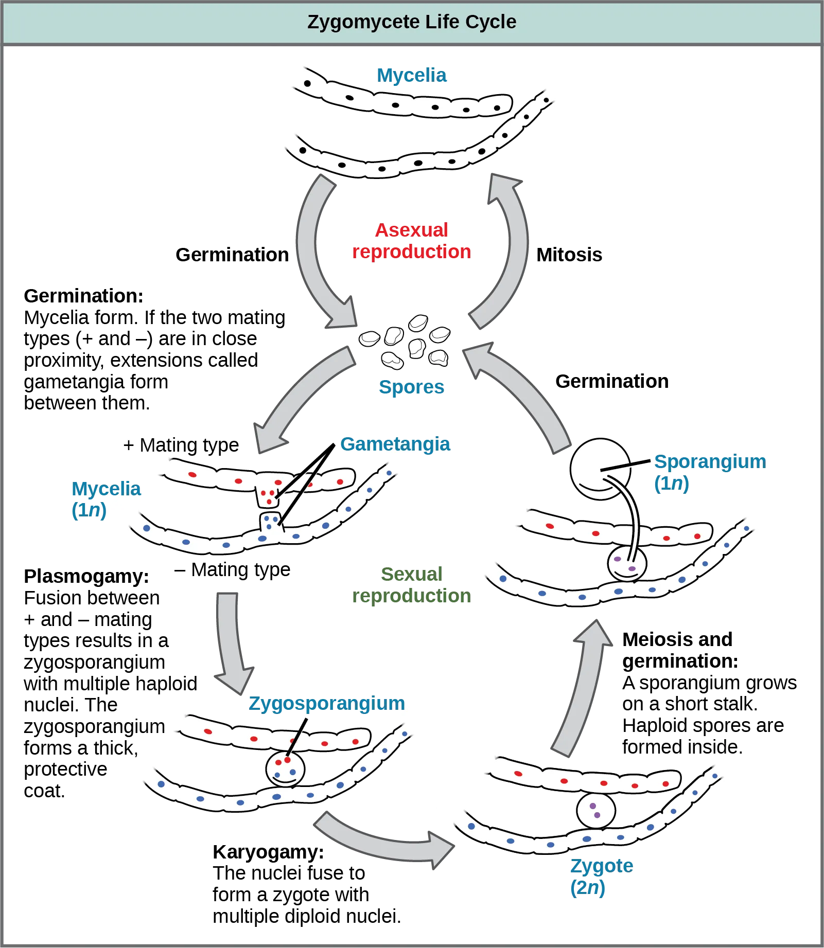 The asexual and sexual life cycles of zygomycetes are shown. In the asexual life cycle, 1n spores undergo mitosis to form long chains of cells called mycelia. Germination results in the formation of more spores. In the sexual life cycle, spores germinate to form mycelia with two different mating types: plus and minus. If the plus and minus mating types are in close proximity, extensions called gametangia form between them. In a process called plasmogamy, the gametangia fuse to form a zygosporangium with multiple haploid nuclei. A thick, protective coat forms around the zygosporangium. In a process called karyogamy, the nuclei fuse to form a zygote with multiple diploid (2n) nuclei. The zygote undergoes meiosis and germination. A sporangium grows on a short stalk. Haploid spores are formed inside. The spores germinate, ending the cycle.