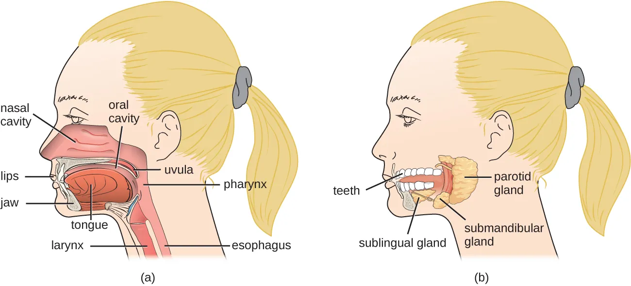 a) Structures of the head and neck: lips, jaw, nasal cavity (large space behind the nose), oral cavity (space in the mouth), tongue, uvula (structure in at the back of the mouth), pharyx (tube at the back of the mouth), esophagus (the pharyx is the top part of this tube which is now called the esophagus in the throat), and the larynx (this is also continuous with the pharynx but leads to the respiratory system). B) Components of the mouth region: teeth, sublingual gland (Below the tongue), submandibular gland (at the back and to the bottom of the mouth), and the parotid gland (a large gland at the very back of the mouth).