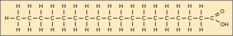 The structure of stearic acid is shown. This fatty acid has a hydrocarbon chain seventeen residues long attached to an acetyl group. All bonds between the carbons are single bonds.