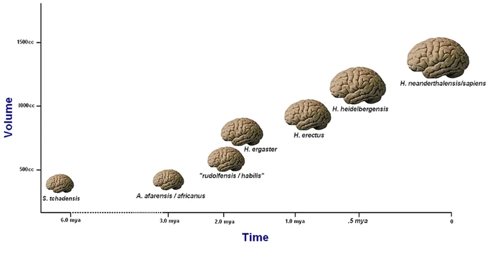 A graph with “Time ” on the x-axis and “Volume ” on the y-axis. Seven labelled schematics of brains appear within the graph, with specimens growing noticeably larger in the period between 2.0 mya and the present.