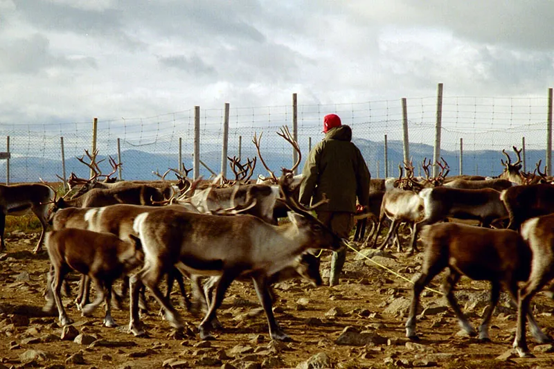 A man stands in the center of a large herd of reindeer.
