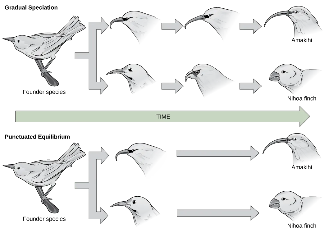  In the gradual speciation example, a founder species of bird diverges into one species with a hooked beak, and another with strait beak. Over time, the hooked beak gets longer and thinner, and the straight beak gets shorter and fatter. In the punctuated equilibrium example, as in the graduated speciation example, the founder species diverges into one species with a hooked break and another with a straight beak. However, in this case the hooked and straight beaks gives rise immediately to long, thin and short, fat beaks.