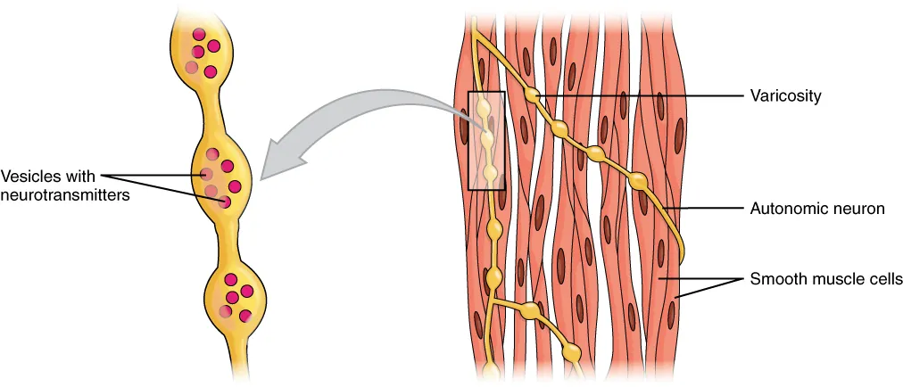 In this figure, the left panel shows a neuron with vesicles containing neurotransmitters. The right panel shows a bundle of smooth muscle cells with neurons wound around them.