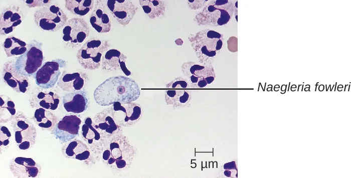 Micrograph of white blood cells and a large cell with a small circle in the center labeled N. fowlerii.