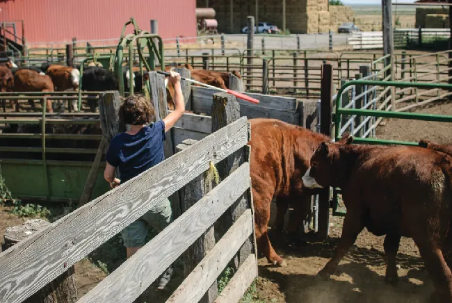 Se muestra una foto de ganado que pasa por una rampa estrecha a un corral de retención. Una persona lo dirige a través de la puerta con un palo blanco y rojo largo.