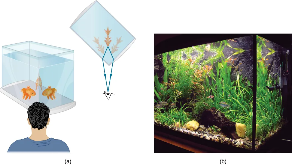 Figure a shows a drawing of a person looking at the corner of a fish tank. A fish in the corner appears as a double image of the fish, one image formed by rays passing through each of the sides meeting at the corner of the tank. Figure b shows a photograph of a similar situation.