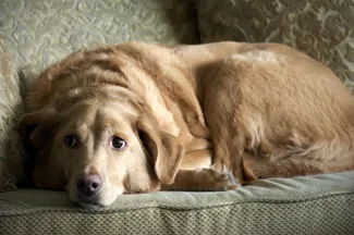 A photograph shows a sad-looking dog.