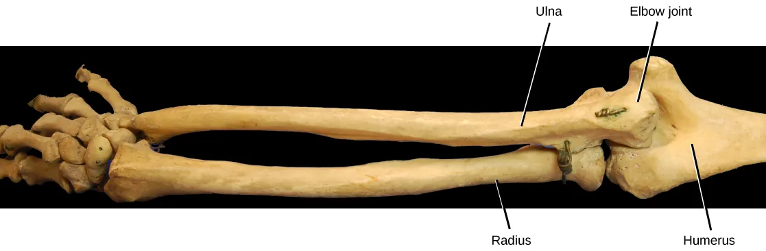 Photo shows the skeleton of a human arm. The ulna of the lower arm fits in the groove of the humerus, forming the hinge-like elbow joint.