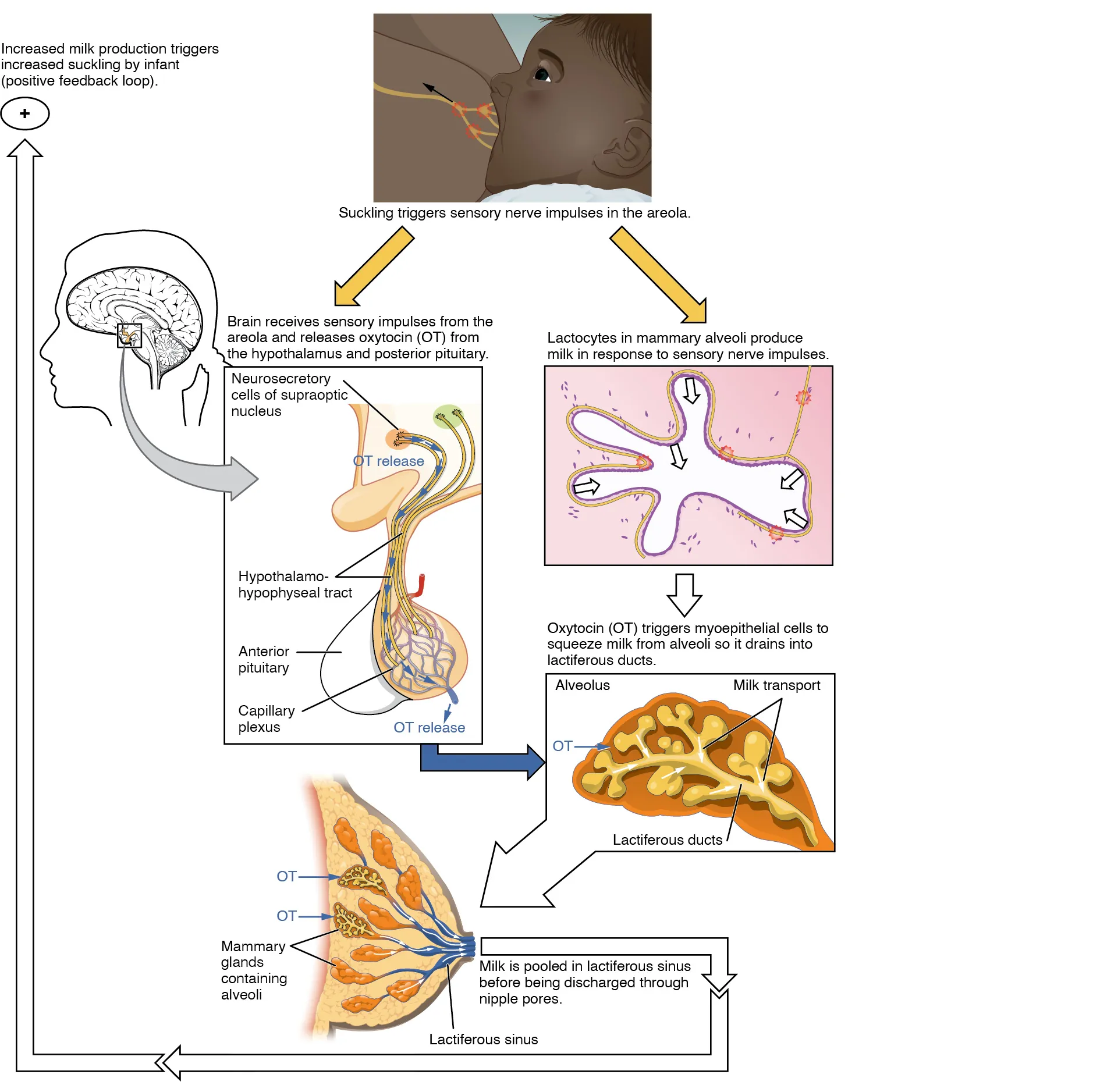 This figure shows the process of let down reflex, the process in which the brain receives sensory impulses to release the hormones necessary for producing and discharging milk to the suckling newborn.