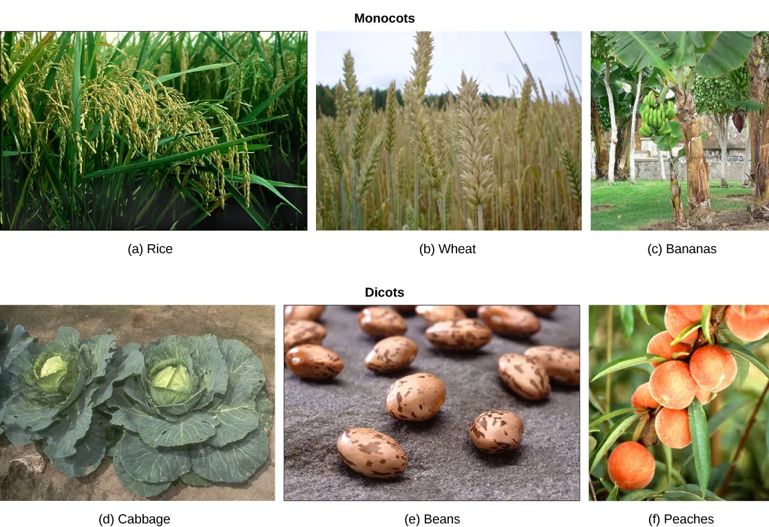 Under monocots, the first photo shows rice, which has long, think blade-like leaves and clusters of seeds on long stems. The second photo shows wheat, which is similar in appearance to rice. The third photo shows a banana tree, with bunches of green bananas growing upward. Under dicots, the first photo shows leafy cabbages growing in a garden. The second shows light brown, oval-shaped beans with dark brown flecks. The third photo shows peaches growing on a tree.