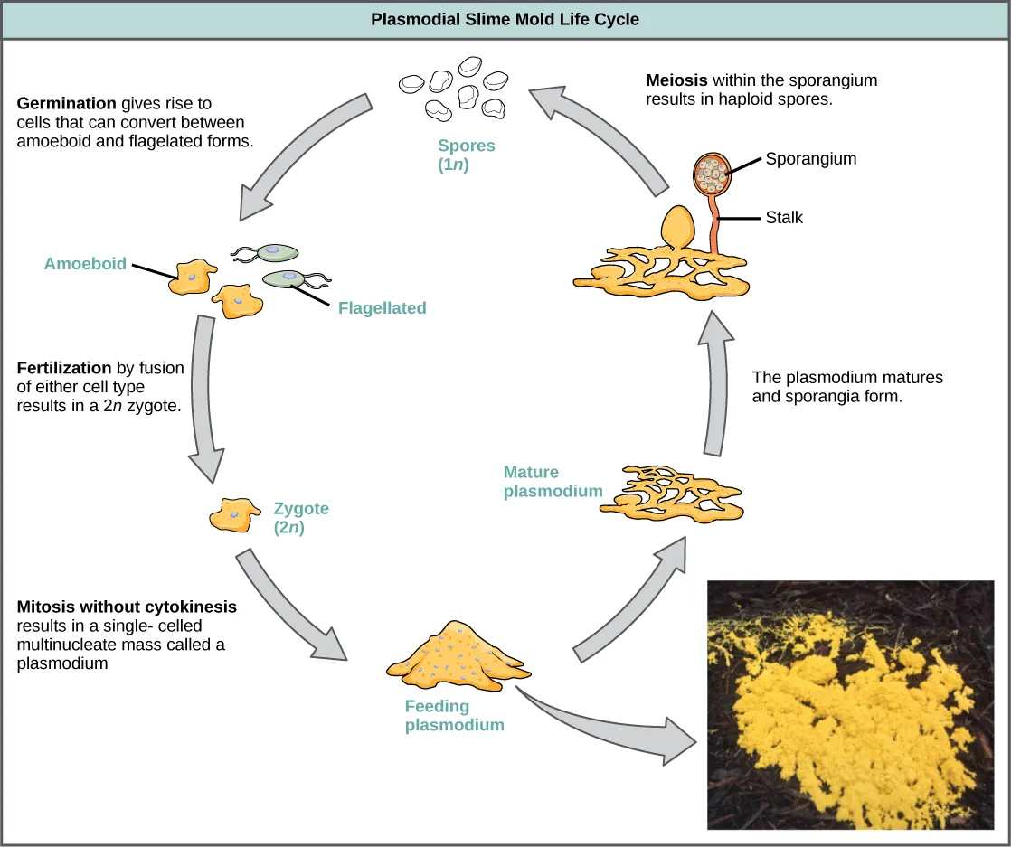  Illustration shows the plasmodium slime mold life cycle, which begins when 1n spores germinate, giving rise to cells that can convert between amoeboid and flagellated forms. Fertilization of either cell type results in a 2n zygote. The zygote undergoes mitosis without cytokinesis, resulting in a single-celled, multinucleate mass visible to the naked eye. A photo inset shows that the plasmodium is bright yellow and looks like vomit. As the plasmodium matures, holes form in the center of the mass. Stalks with bulb-shaped sporangia at the top grow up from the mass. Spores are released when the sporangia burst open, completing the cycle.