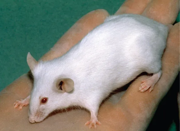 A close-up photo of a white severe combined immunodeficiency (SCID) mouse held by a human hand. SCID mice are routinely used as model organisms for research into the basic biology of the immune system, cell transplantation strategies, and the effects of disease on mammalian systems.