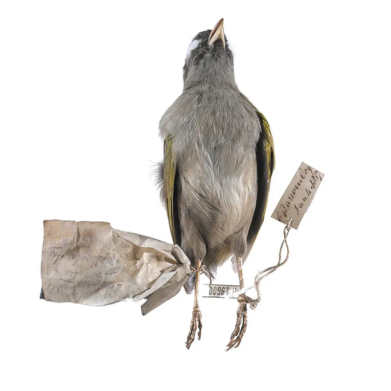 Preserved specimen of dead finch with a label attached to its foot.