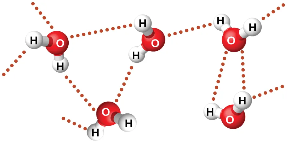 Five water molecules are shown near one another, but not touching. A dotted line lies between many of the hydrogen atoms on one molecule and the oxygen atom on another molecule.