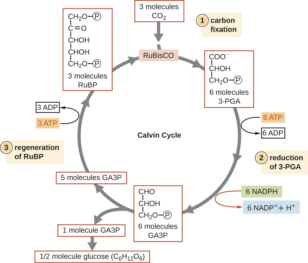 Step 1: Carbon fixation. Three molecules of CO2 enter the cycle. Rubisco combines them with 3 molecules of RUBP (a 5 carbon molecule with a phosphate group on either end.  This produces 6 molecules of 3-PGA (a 3 carbon molecule with a phosphate at carbon 3. Step 2: reduction of 3-PGA. The 3-PGA molecules are converted to 6 molecules of GA3P by removing one of the oxygens on carbon 1. This process also uses 6 molecules of ATP (producing ADP) and 6 molecules of NADPH (producing NADP+ + H+). Step 3: Regeneration of RuBP. Five of the 6 molecules of GA3P are converted to 3 molecules of RuBP. The sixth Ga3P is converted to ½ molecule glucose (C6H12O6). The production of RuBP also uses 3 ATP (producing 2 ADP). This brings us back to the top of the cycle.