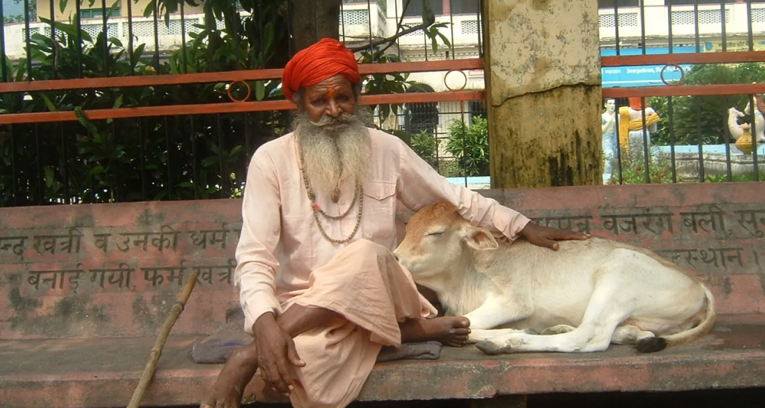 A man in traditional Hindu dress and a calf sit side by side. The calf’s nose is nestled in the man’s lap and the man’s hand rests on the calf’s back.