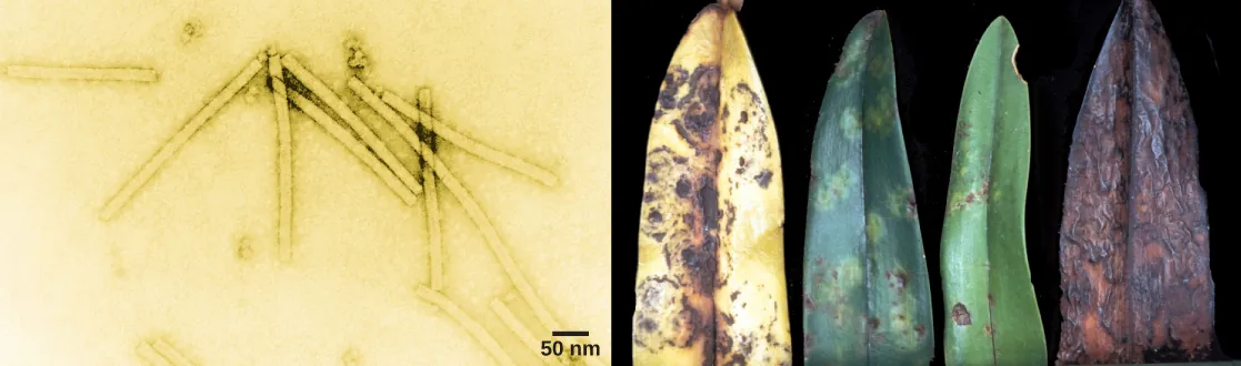 The left electron micrograph shows the tobacco mosaic virus, which is shaped like a long, thin rectangle. The right photo shows an orchid leaf in varying states of decay. Initial symptoms are yellow and brown spots. Eventually, the entire leaf turns yellow with brown blotches, then completely brown.