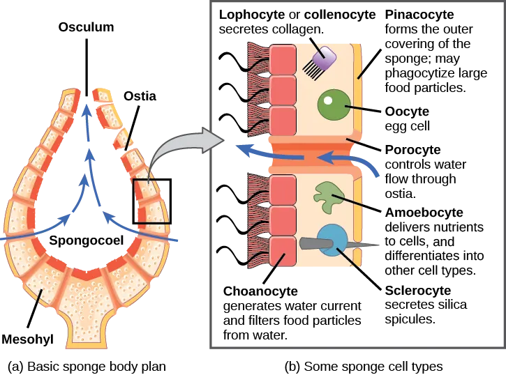 Part a shows a cross-section of a sponge, which is vase-shaped. The central opening is called the spongocoel. The body is filled with a gel-like substance called mesohyl. Pores within the body, called ostia, allow water to enter the spongocoel. Water exits through a top opening called an osculum. Part b shows an enlarged view of the sponge body. The outer surface is covered with cells called pinacocytes, which form the skin. Pinacocytes consume large food particles by phagocytosis. The inner surface is lined with cells called choanocytes, which have flagella that move water through the body. The mesohyl is sandwiched between the outer and inner surfaces. Various cell types exist within this layer. These include collagen-secreting lophocytes, amoebocytes, which carry out a variety of functions, and oocytes. Sclerocytes within this layer produce silica spicules that extend outside the body of the sponge. Porocytes, hollow tube-shaped cells that span the body of the sponge, regulate movement of water through the ostia.