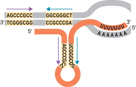 A DNA sequence with a transcription bubble is present with a transcribed RNA strand. The RNA 3 prime end is lined up with a series of 7 “A”s on the DNA strand. As you travel down toward the 5 prime end of the RNA strand, a hairpin shape is formed with the RNA strand looping back and pairing with itself along the inverted sequence U C G G G C G G and A G C C C G C C. The hydrogen bonds between the 7 U RNA bases and the 7 A DNA bases break, allowing the RNA to detach from the DNA and ending transcription.