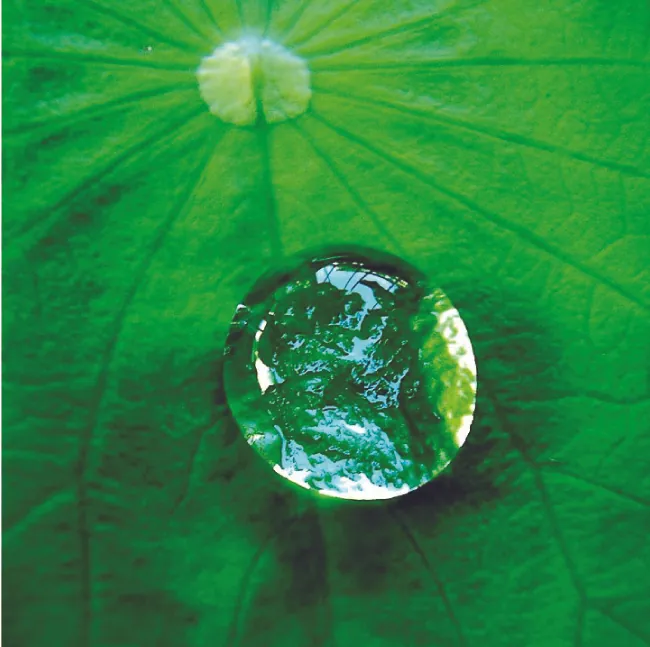 A close-up photo of a water droplet on a leaf is shown. The water droplet is not perfectly spherical.