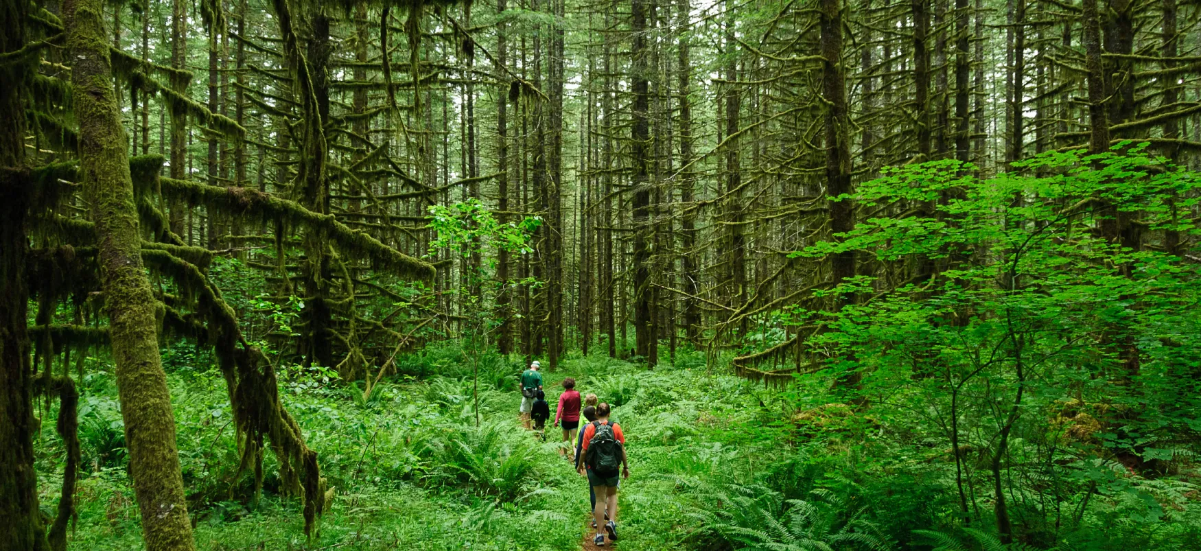 A multi-aged group of hikers with backpacks walks single-file on a path in a forest, surrounded by tall trees, branches covered with green moss, and dense undergrowth of ferns and leafy bushes.