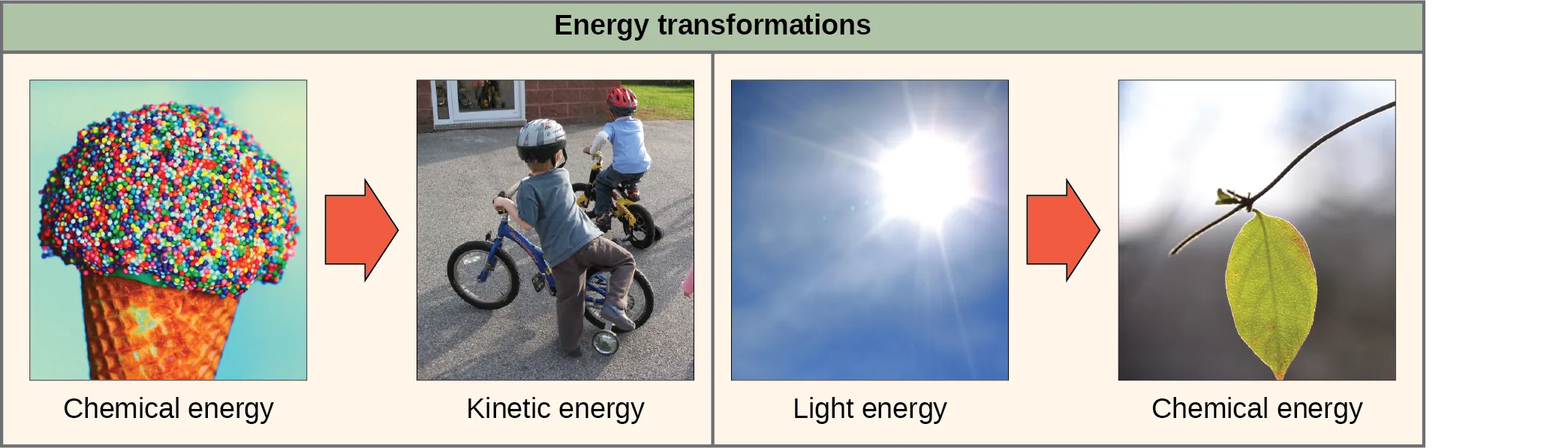 The left side of this diagram depicts energy being transferred from an ice cream cone to two boys riding a bike; this is described as chemical energy to kinetic energy. The right side depicts a plant converting light energy into chemical energy.