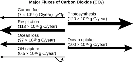 A figure labeled Major Fluxes of Carbon Dioxide (C O 2). There are four arrows pointing left and two arrows pointing right. The first arrow pointing left is labeled Carbon fuel (7 x 10^15 g C/year). The second arrow pointing left is labeled Respiration (118 x 10^15 g C/year). The third arrow pointing left is labeled Ocean loss (97 x 10^15 g C/year)/ The fourth arrow pointing left is labeled O H capture (0.5 x 10^15 g C/year). The first arrow pointing right is labeled Photosynthesis (120 x 10^15 g C/year). The second arrow pointing left is labeled Ocean uptake (100 x 10^15 g C/year).