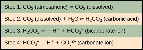   In step 1, atmospheric carbon dioxide dissolves in water. In step 2 dissolve carbon dioxide (CO2) reacts with water (H2O) to form carbonic acid (H2CO3). In step 3, carbonic acid dissociates into a proton (H plus) and a bicarbonate ion (HCO3 minus). In step 4 the bicarbonate ion dissociates into another proton and a carbonate ion (CO3 minus two).