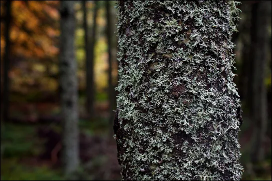 (b) shows a tree covered with lichen.