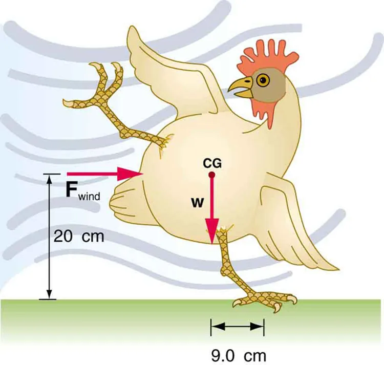 A chicken is trying to balance on its left foot, which is 9 point zero centimeters to the right of the chicken. The force of the wind is blowing from the left toward the chicken's center of gravity c g, which is 20 cm above the ground. The weight of the chicken w is acting at the center of gravity.