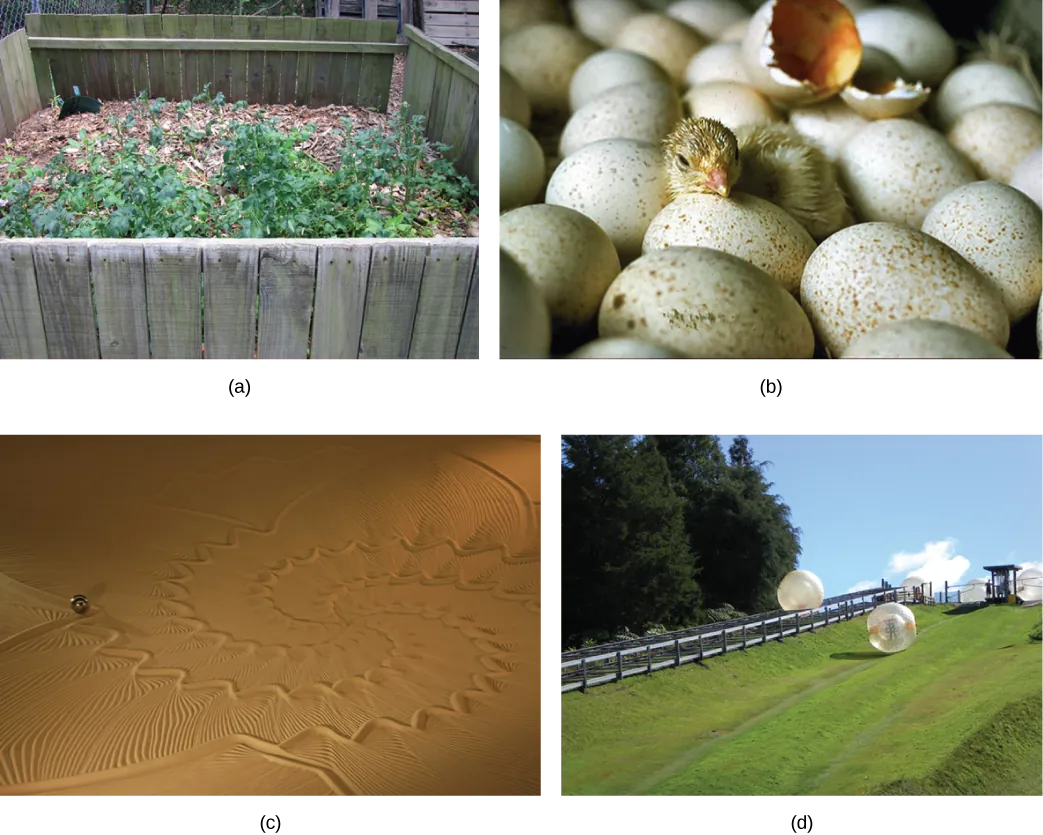 There are four photos show.  The first photo shows a pile of wood chips and dirt, with small plants growing from this.  The second photo shows a small baby bird breaking out of its egg as it hatches.  The third photo shows a large patch of desert where someone has drawn patterns in the sand.  The fourth photo shows a grassy hill outside where people climb into giant inflatable balls and roll down the hillside.