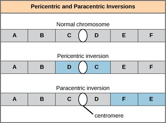 Illustration shows pericentric and paracentric inversions. In this example, the order of genes in the normal chromosome is A B C D E F, with the centromere between genes C and D. In the pericentric inversion the order is A B D C E F. In the paracentric inversion example, the resulting gene order is A B C D F E.