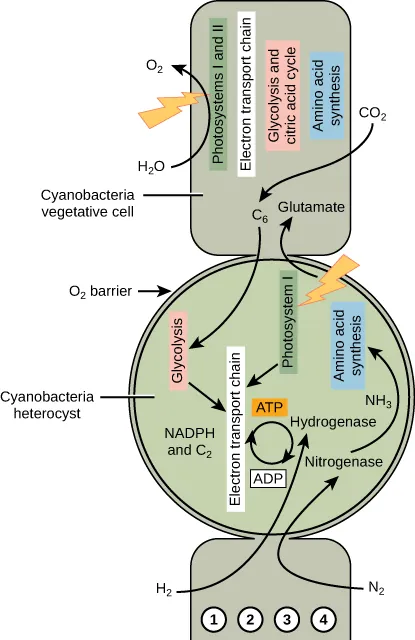 A diagram illustrating nitrogen fixation in heterocysts. Cyanobacteria heterocyst has paired with a vegetative cell. The nitrogenase complex converts the nitrogen in N 2 into ammonia. ATP is synthesized in the heterocysts by photophosphorylation.