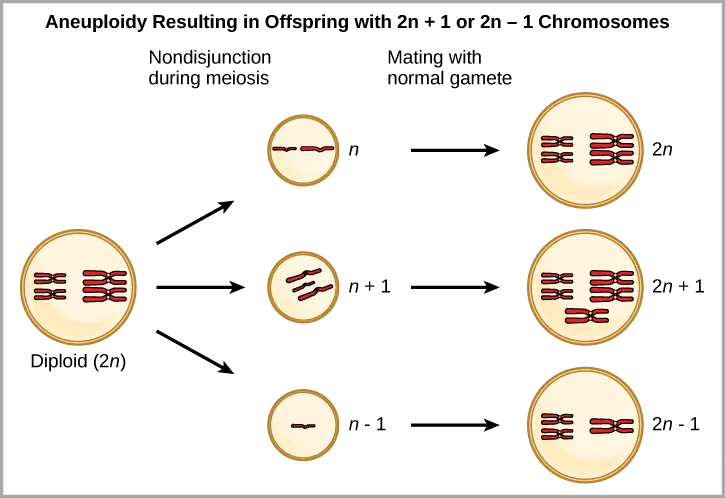 Aneuploidy results when chromosomes fail to separate correctly during meiosis. As a result, one gamete has one too many chromosomes, shown as n plus 1, and the other has one too few, shown as n minus 1. When the n + 1 gamete fuses with a normal gamete, the resulting zygote has 2 n + 1 chromosomes. When the n minus 1 gamete fuses with a normal gamete, the resulting zygote has 2 n minus 1 chromosomes.