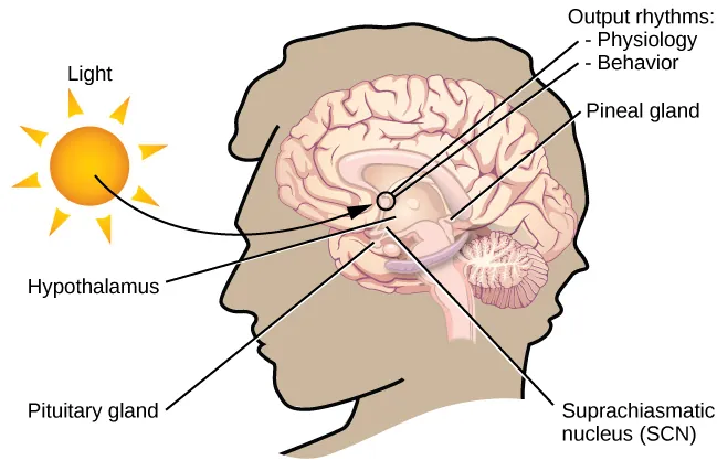 In this graphic, the outline of a person’s head facing left is situated to the right of a picture of the sun, which is labeled ”light” with an arrow pointing to a location in the brain where light input is processed. Inside the head is an illustration of a brain with the following parts’ locations identified: Suprachiasmatic nucleus (SCN), Hypothalamus, Pituitary gland, Pineal gland, and Output rhythms: Physiology and Behavior. 