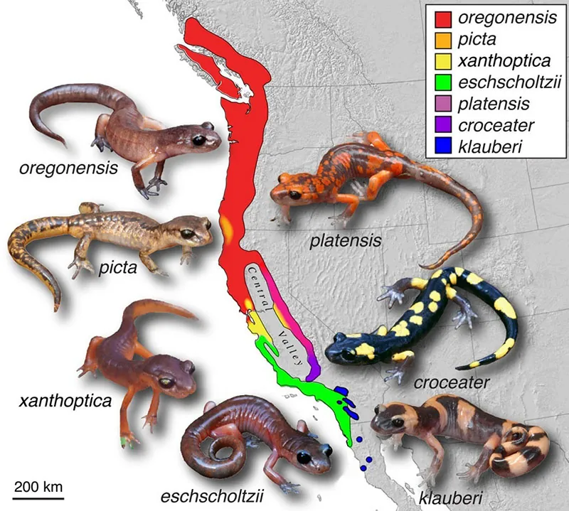 Map showing the Western coast of the United States, stretching from Canada to Mexico. The ranges for several different species of salamanders appear on the map, along with images of an individual of each species. Each range is distinct and clearly delineated. The ranges line up, one into the other, in a strip along the coast.