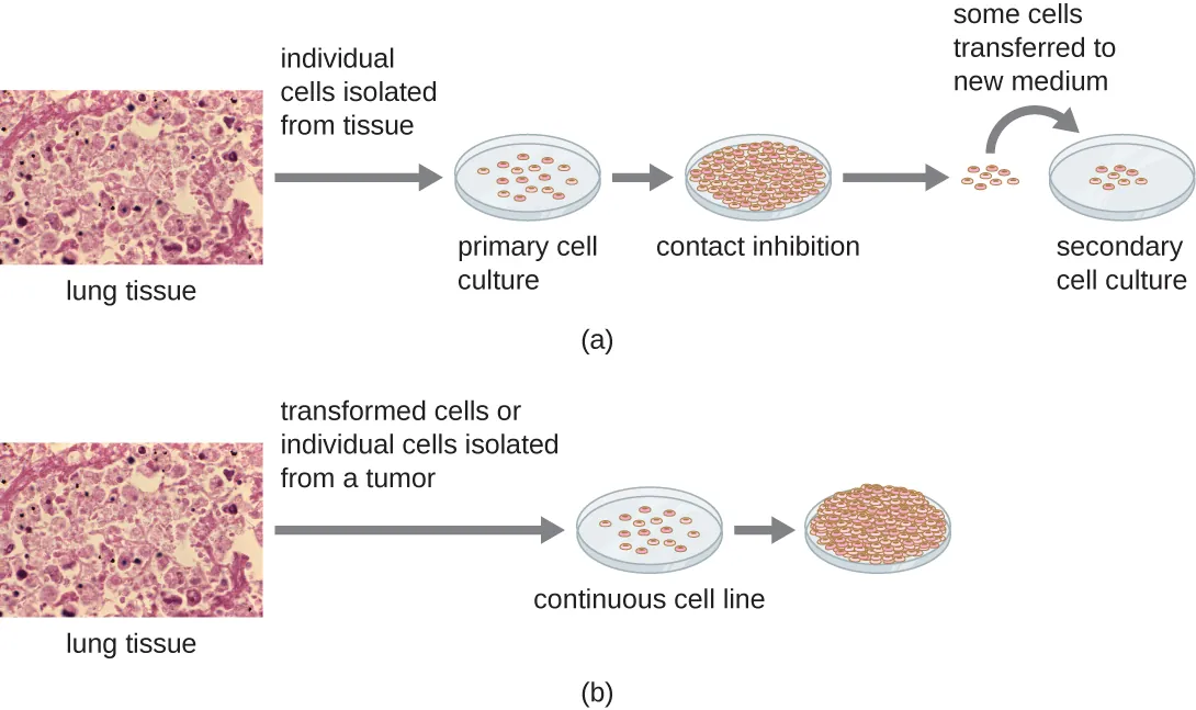 Figure a begins with induvial cells isolated from lung tissue. These few cells are put on a plate and are the primary cell culture. These cells will grow to fill the plate and will stop when the plate is full; this is called contact inhibition. In order to grow more cells some of these cells are transferred to a new plate; this is now called a secondary cell culture. Figure b begins with transformed cells or individual cells isolated from a tumor that are put on a plate. These cells form a continuous culture because they continue to grow on top of each other even after the plate is full.