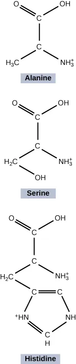 The figure shows alanine, serine, and histidine molecules. The Alanine and Serine molecules are forming a peptide bond to become Histidine. Alanine is make up of two C atoms arranged in a straight line. The top C atom is connected to two O atoms on the left side and a OH atom on the right side. The bottom C atom is connected on the bottom right side with H3c atom on the left side and a NH3 atom on the right side. When this Alanine molecule is joined by the Serine molecule it is connected by an OH atom diagonal from the H3c atom. When becoming Histidine, the OH atom is turned into a C atom and connected by a double bond. This C atom connected to another C atom by a double bond is then connected by a single bond to the NH atom and then to a single CH atom, then to a double bond HN atom and finally that is connected back to the C atom by a single bond.