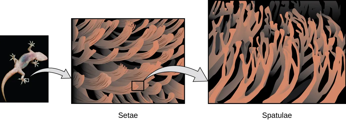 Three figures are shown. The first is a photo of the bottom of a gecko’s foot. The second is bigger version which shows the setae. The third is a bigger version of the setae and shows the spatulae.